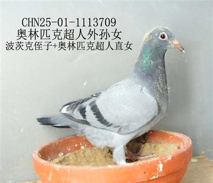 奧林匹克超人外孫女-18