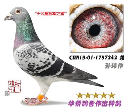 3̖--CHN19-01-1757242-c(din)-S-