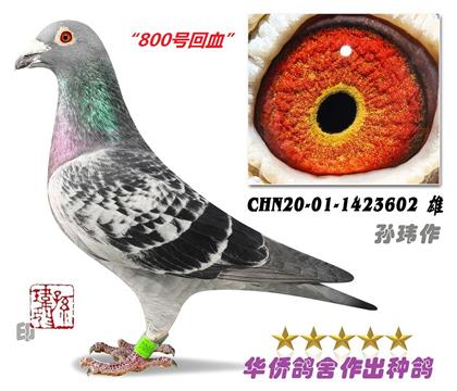 6̖--ħ800̖Ѫ1423602-c(din)-S-