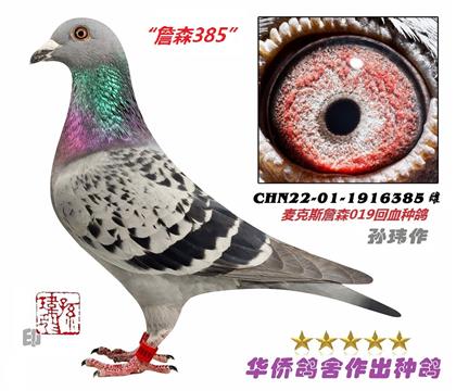 4̖--ղɭ019ϵѪN1916385-c(din)-ɰ-