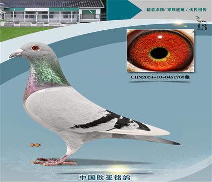 XR(j)926xֱŮ453