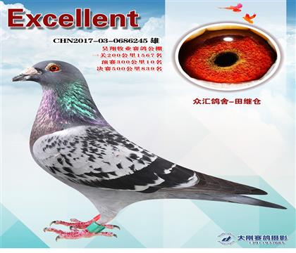公棚預(yù)賽10名決賽獎(jiǎng)鴿