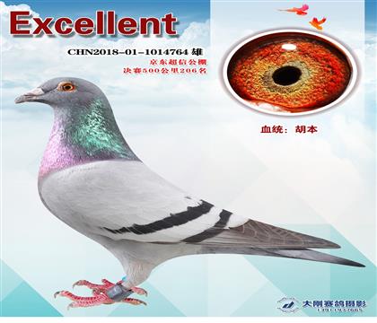 公棚成績(jī)鴿