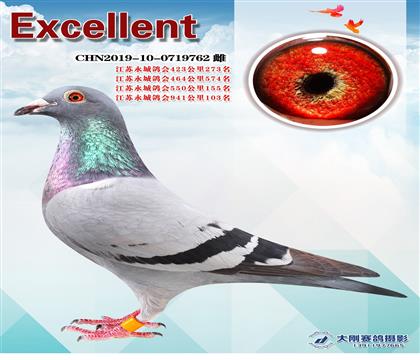 多次成績(jī)鴿