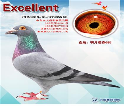 石板公棚成績(jī)鴿