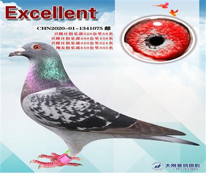 多次成績(jī)鴿