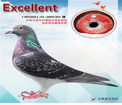 任振軍做育長(zhǎng)城特比參賽鴿