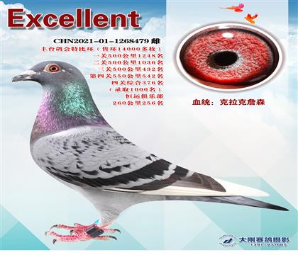萬(wàn)羽特比綜合獎(jiǎng)鴿