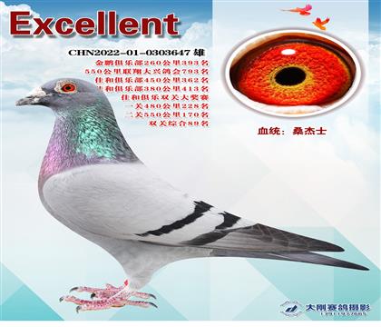 多次成績(jī)鴿