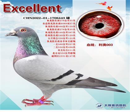多次成績(jī)鴿