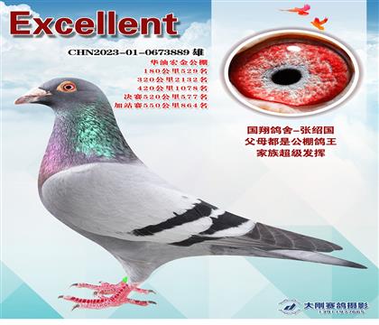 公棚成績(jī)鴿