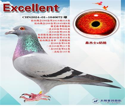 多次成績(jī)鴿