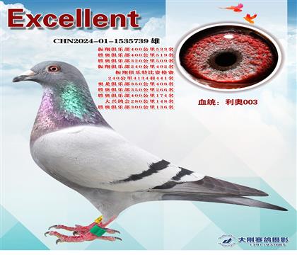 多次成績(jī)鴿