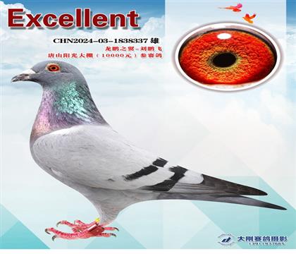 唐山陽(yáng)光大棚參賽鴿