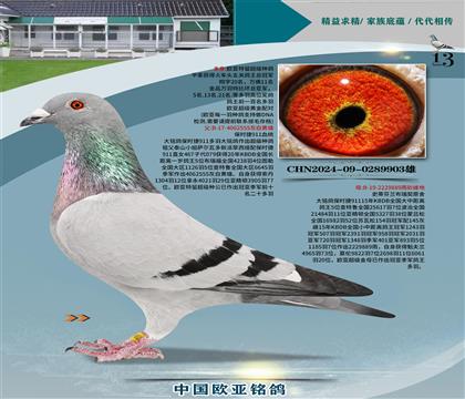 r911Ѫy(tng)555x889ĸ