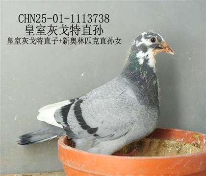 皇室灰戈特直孫-21
