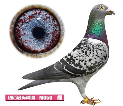 利奧-奧林匹克小姐M050