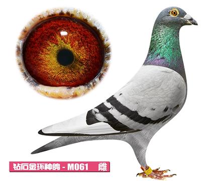 范登布克-好紅公主M061