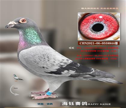 ِһ䌦(du)H
