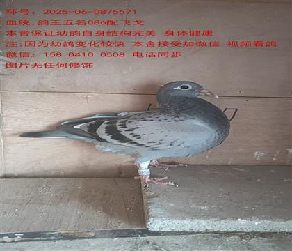 FigowꡱСwꡰ٘55571