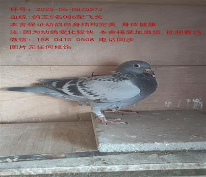 FigowꡱСwꡰ٘55572