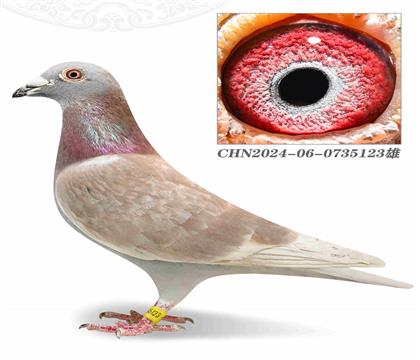 ]ütֱ̖OXüt̖ȫֵܡXSW40000