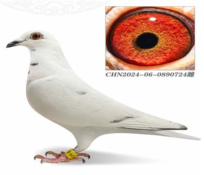 ^(zhn)İ