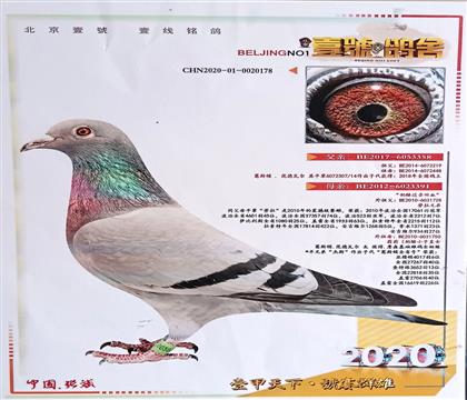 北京壹號鴿舍-張斌--奶酪近親回血178 雌