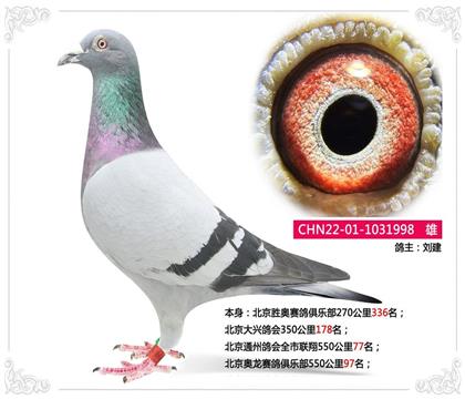 北京通州鴿會全市聯(lián)翔550公里77名 雄