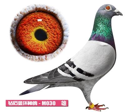噶斯頓-奶酪王子M030