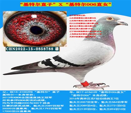 范登布克“基特爾”直子X“基特爾006”直女