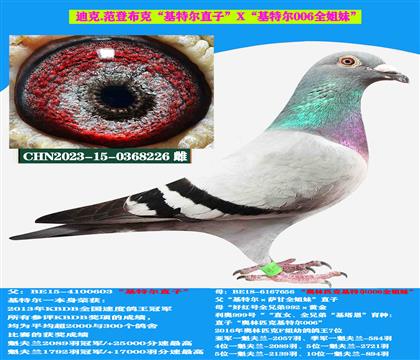 范登布克“基特爾”直子X“基特爾006”全姐妹