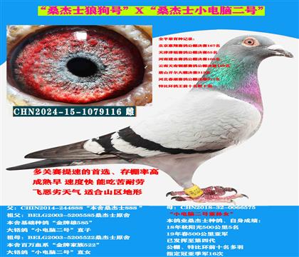 (吃苦耐勞 惡劣天氣) 中小體型桑杰士種母
