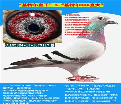 范登布克“基特爾”直子X“基特爾006”直女