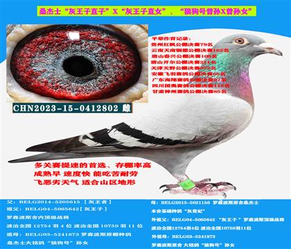 (山區(qū)地形 吃苦耐勞)桑杰士“灰王子”直子X“灰王子”直女