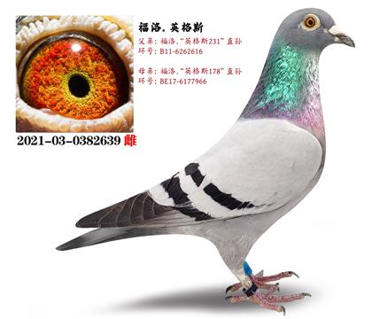 Ӣ˹231ֱOXӢ˹178ֱO