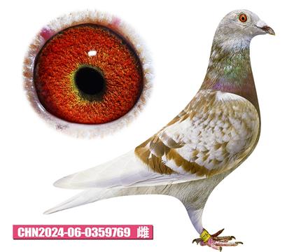 范登布克-好紅小姐769