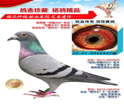 葛斯頓“奶酪098”孫系 “奶酪小子”曾孫系