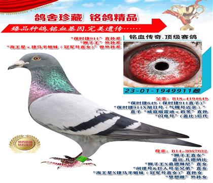 “保時(shí)捷911”直孫系 “獅子王”外孫系 911