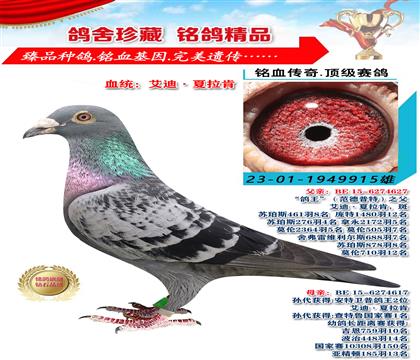 血統(tǒng):艾迪·夏拉肯 915