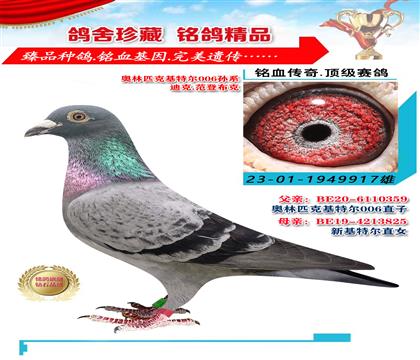 奧林匹克基特爾006孫系 917