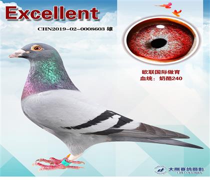 W(lin)H240
