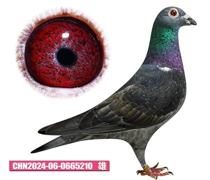 佛卡門-巴可先生210