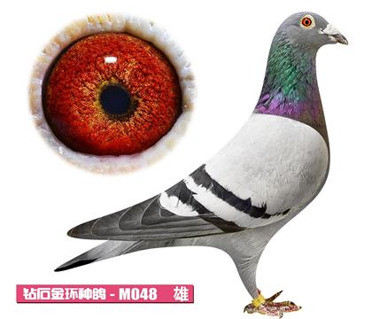 噶斯頓-奶酪男孩M048