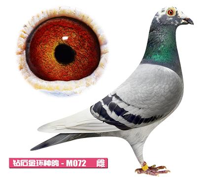范登布克-基特爾佳人M072