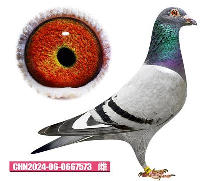 安東尼麥斯-賽洛夫人573