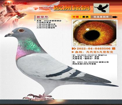 5-鴿王季軍-凡登布克