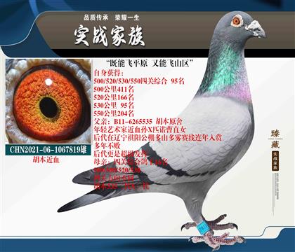 胡本 既能飛平原 也能飛山區(qū)