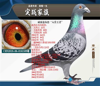 威廉迪布恩 絕對(duì)稱得上“入賞王者”家族