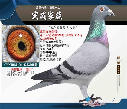 冠軍締造者“耐力王”西佛托依700公里冠軍直女